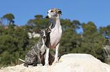 WHIPPET 106